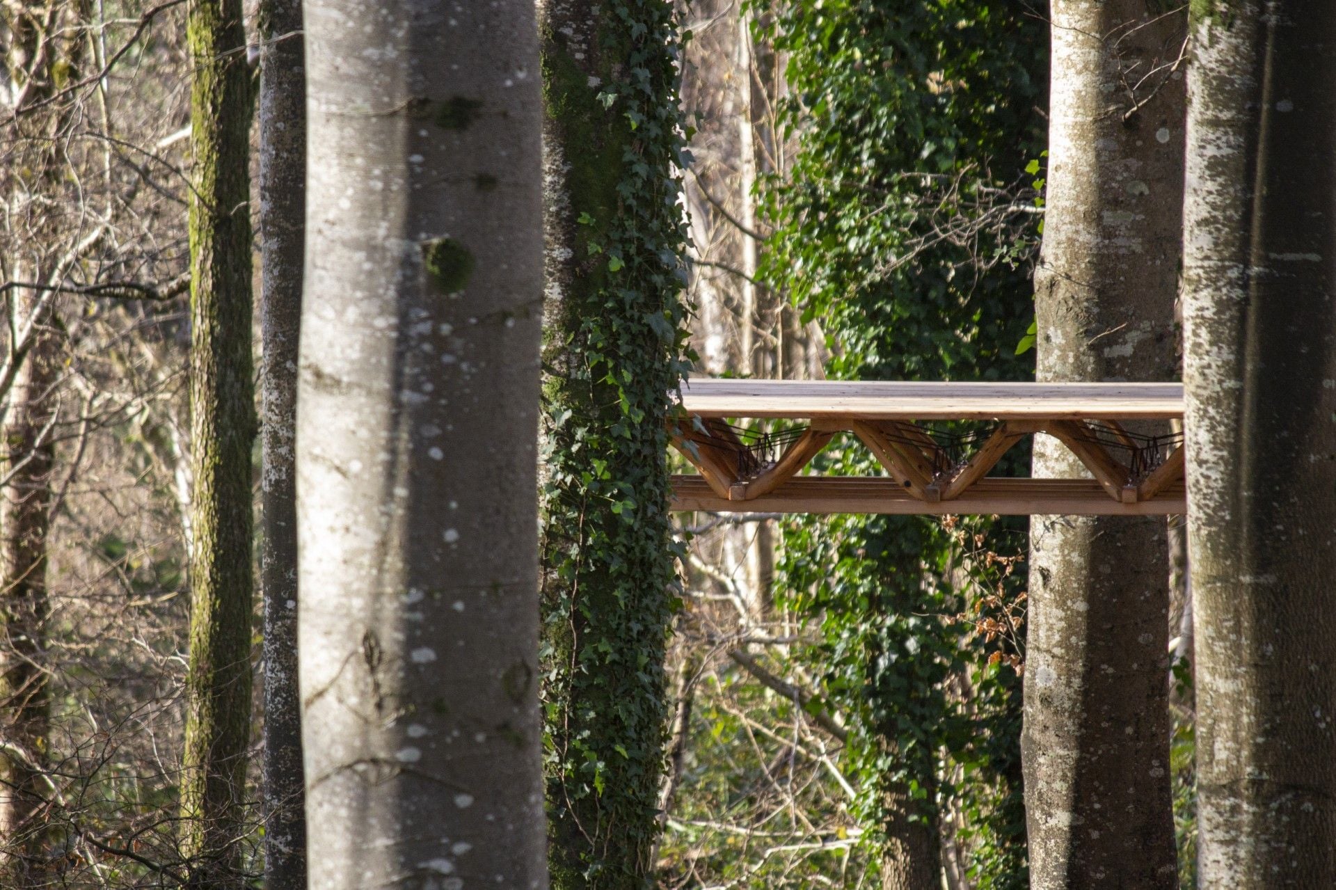 A narrow elevated walkway passes between tall, bare trees covered in ivy.