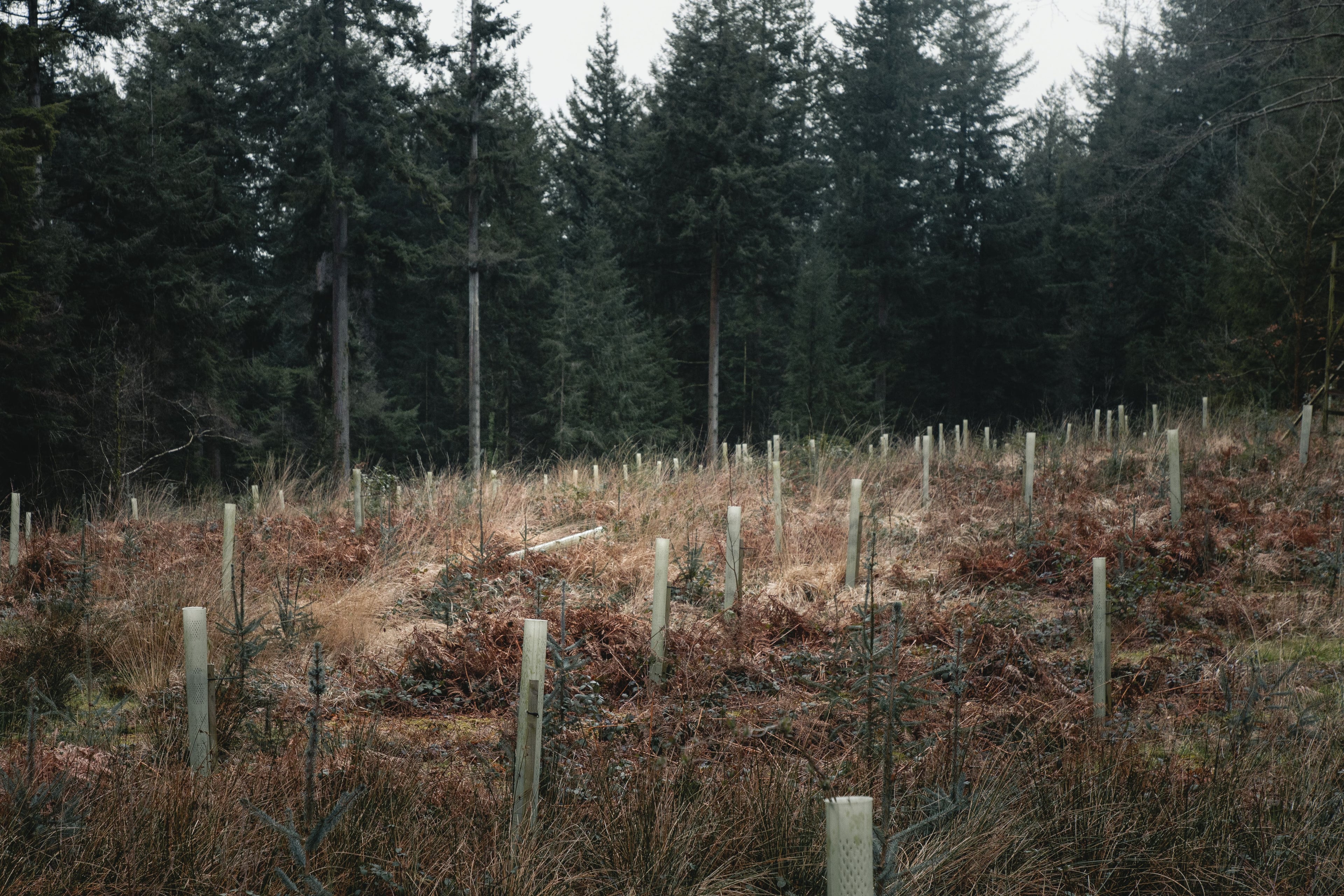 Newly planted saplings in an area of cleared ground within the Hooke Park conifer forest.
