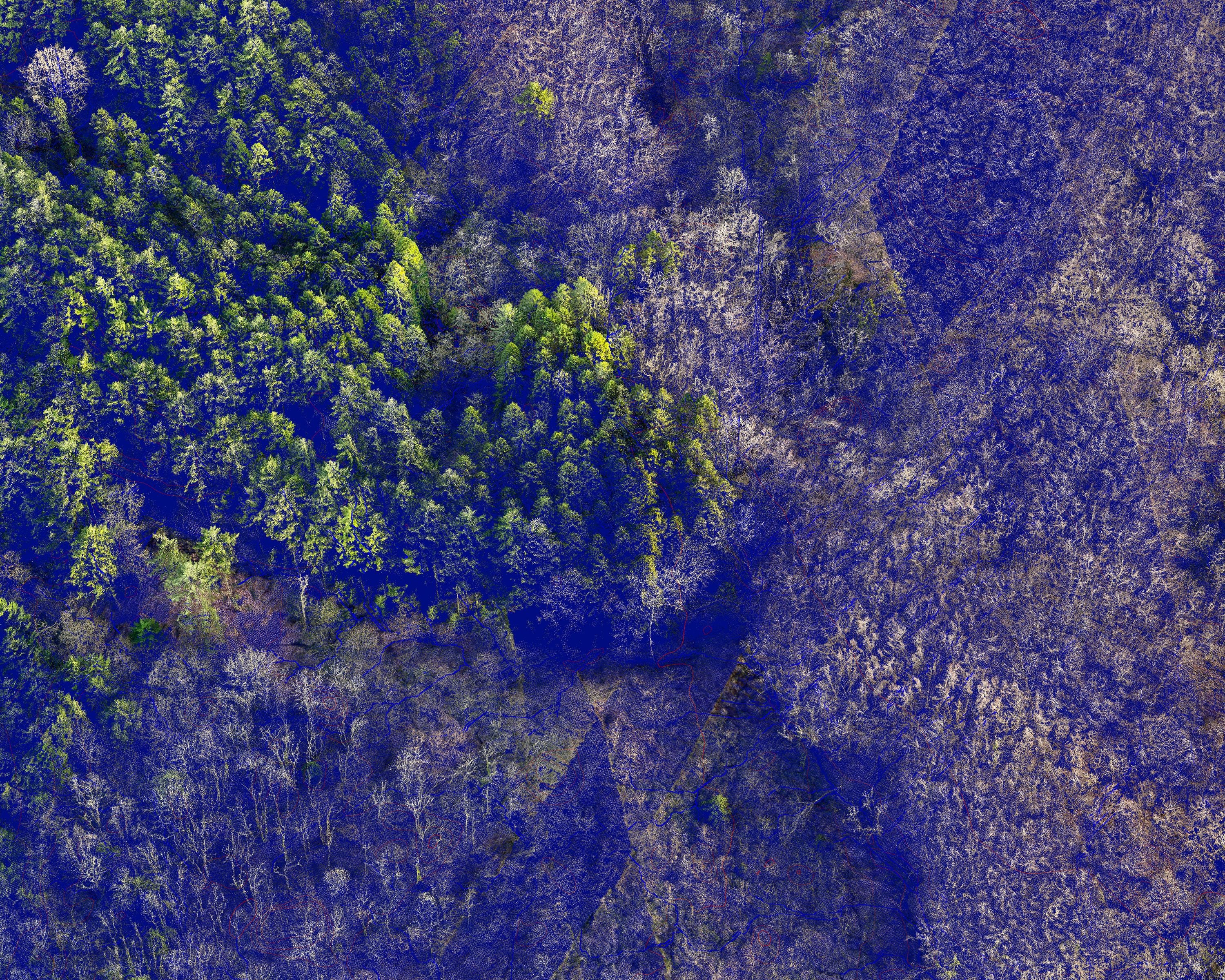 Aerial view of Hooke Park